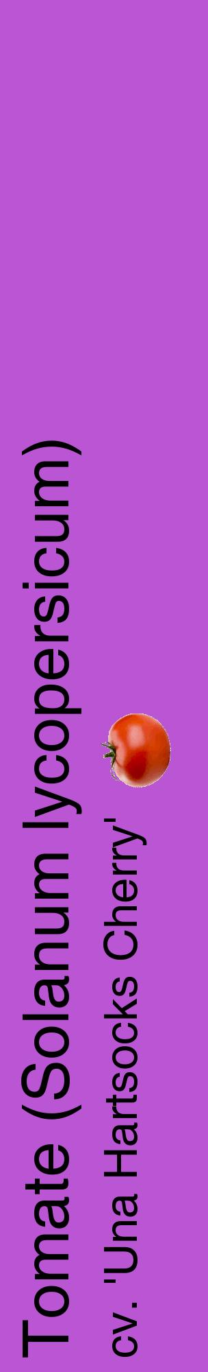 Étiquette de : Solanum lycopersicum cv. 'Una Hartsocks Cherry' - format c - style noire50_basiquehel avec comestibilité simplifiée