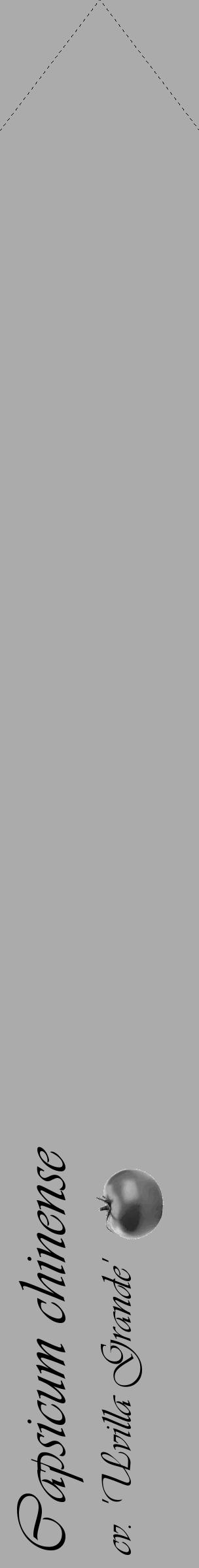 Étiquette de : Capsicum chinense cv. 'Uvilla Grande' - format c - style noire37_simple_simpleviv avec comestibilité simplifiée - position verticale
