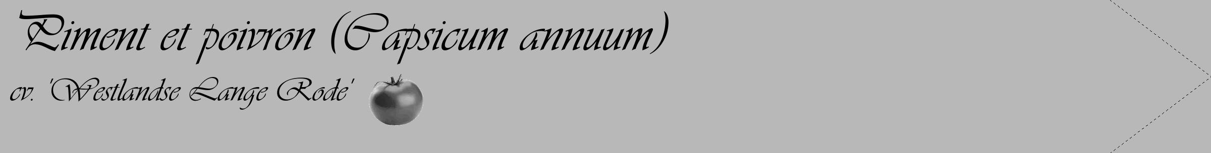Étiquette de : Capsicum annuum cv. 'Westlandse Lange Rode' - format c - style noire39_simple_simpleviv avec comestibilité simplifiée