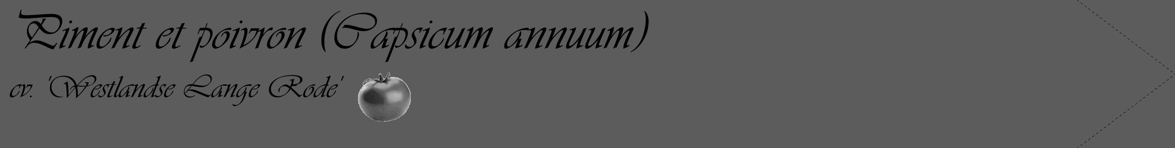 Étiquette de : Capsicum annuum cv. 'Westlandse Lange Rode' - format c - style noire49_simple_simpleviv avec comestibilité simplifiée