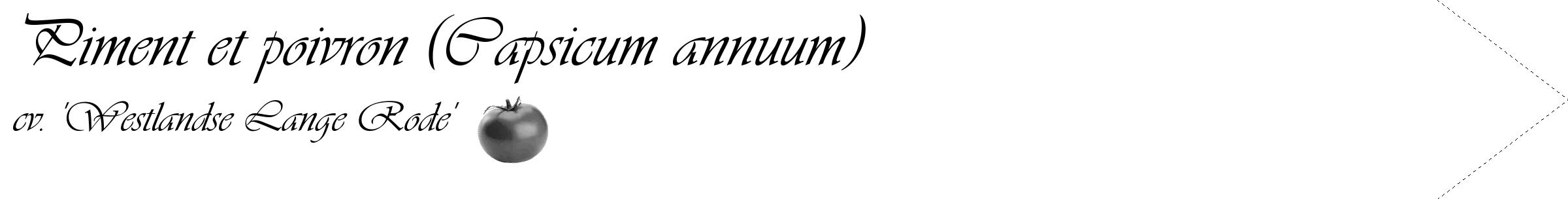 Étiquette de : Capsicum annuum cv. 'Westlandse Lange Rode' - format c - style noire60_simple_simpleviv avec comestibilité simplifiée