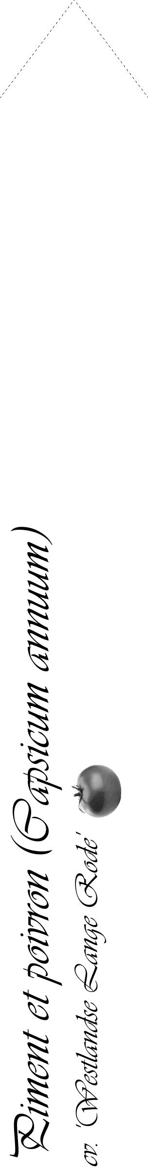 Étiquette de : Capsicum annuum cv. 'Westlandse Lange Rode' - format c - style noire60_simple_simpleviv avec comestibilité simplifiée - position verticale