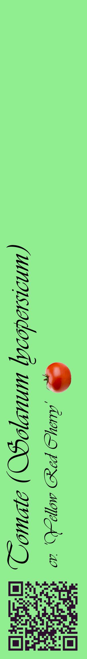 Étiquette de : Solanum lycopersicum cv. 'Yellow Red Cherry' - format c - style noire15_basiqueviv avec qrcode et comestibilité simplifiée