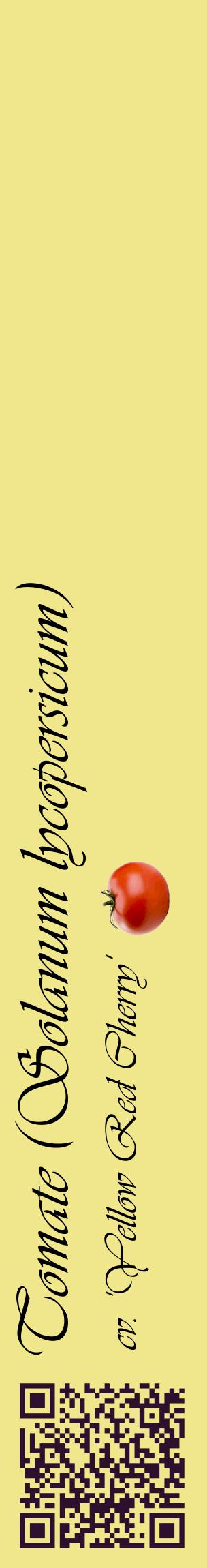 Étiquette de : Solanum lycopersicum cv. 'Yellow Red Cherry' - format c - style noire20_basiqueviv avec qrcode et comestibilité simplifiée