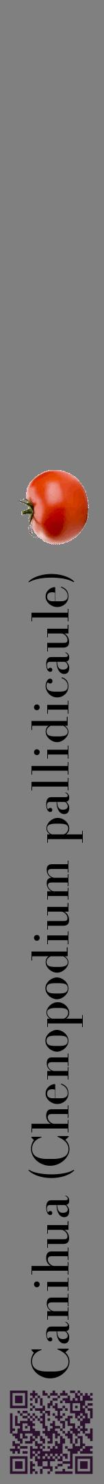 Étiquette de : Chenopodium pallidicaule - format a - style noire57bod avec qrcode et comestibilité simplifiée