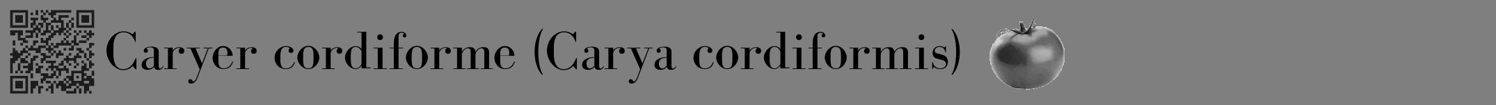Étiquette de : Carya cordiformis - format a - style noire31bod avec qrcode et comestibilité simplifiée