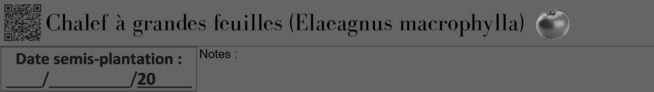 Étiquette de : Elaeagnus macrophylla - format a - style noire32bod avec qrcode et comestibilité simplifiée