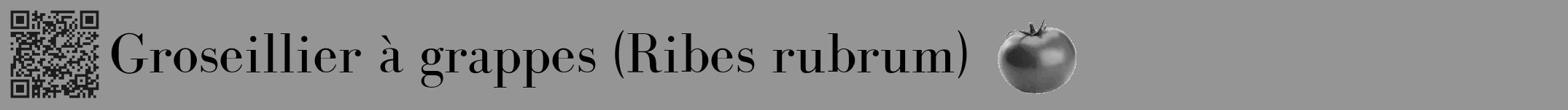 Étiquette de : Ribes rubrum - format a - style noire16bod avec qrcode et comestibilité simplifiée