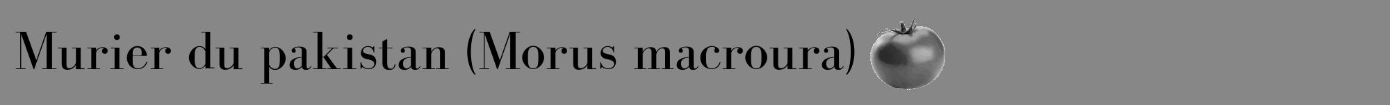 Étiquette de : Morus macroura - format a - style noire12bod avec comestibilité simplifiée