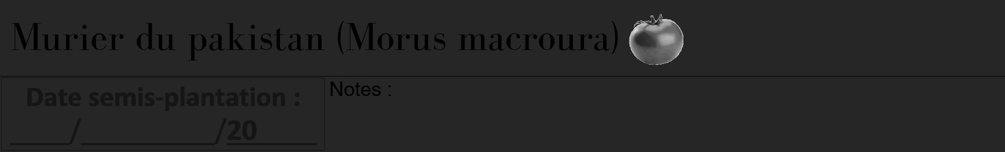 Étiquette de : Morus macroura - format a - style noire29bod avec comestibilité simplifiée
