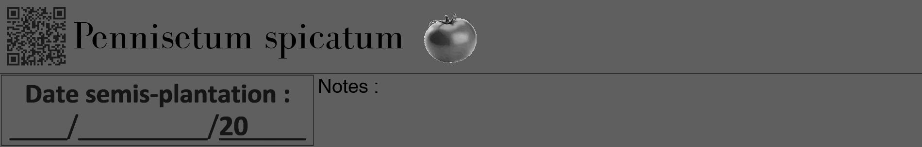 Étiquette de : Pennisetum spicatum - format a - style noire10basiquebod avec qrcode et comestibilité simplifiée