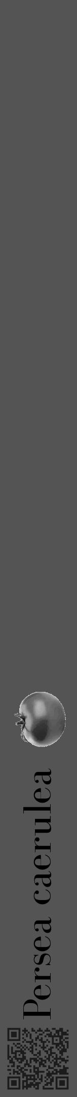 Étiquette de : Persea caerulea - format a - style noire36bod avec qrcode et comestibilité simplifiée - position verticale