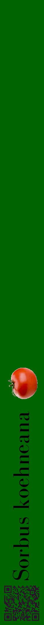 Étiquette de : Sorbus koehneana - format a - style noire8bod avec qrcode et comestibilité simplifiée