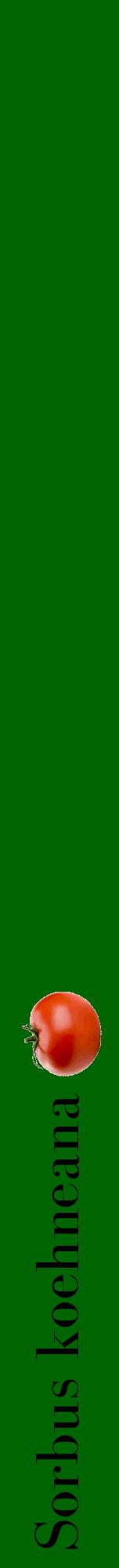 Étiquette de : Sorbus koehneana - format a - style noire8bod avec comestibilité simplifiée