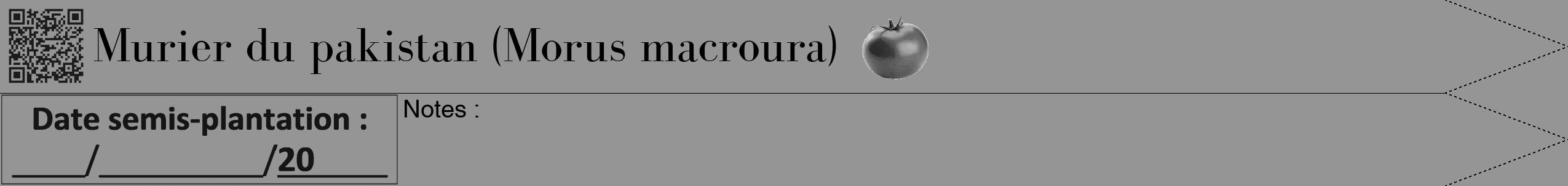Étiquette de : Morus macroura - format b - style noire16bod avec qrcode et comestibilité simplifiée