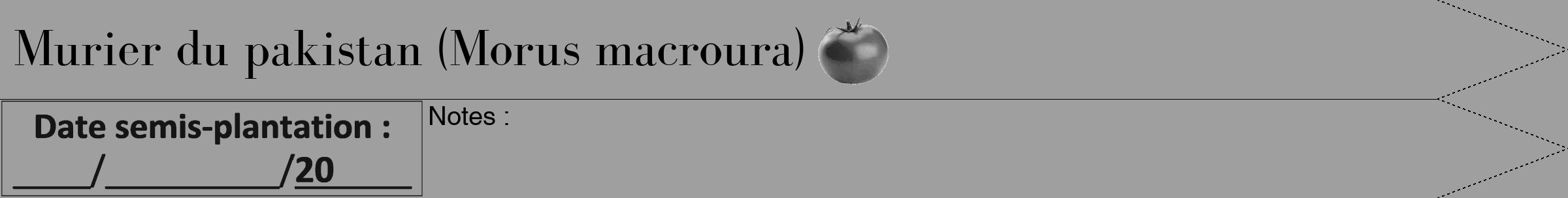 Étiquette de : Morus macroura - format b - style noire24bod avec comestibilité simplifiée