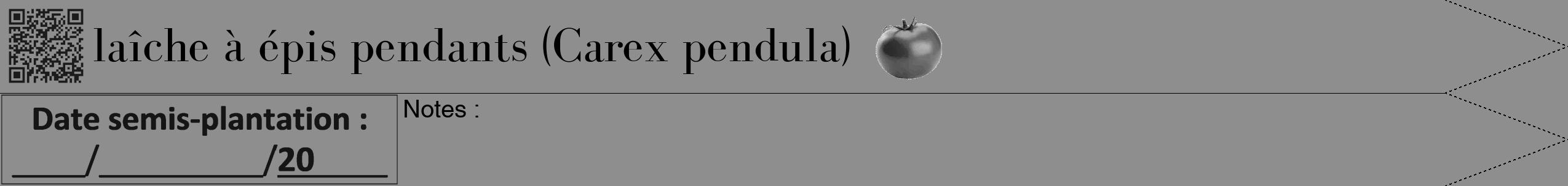 Étiquette de : Carex pendula - format b - style noire25bod avec qrcode et comestibilité simplifiée