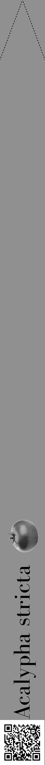 Étiquette de : Acalypha stricta - format b - style noire4bod avec qrcode et comestibilité simplifiée - position verticale