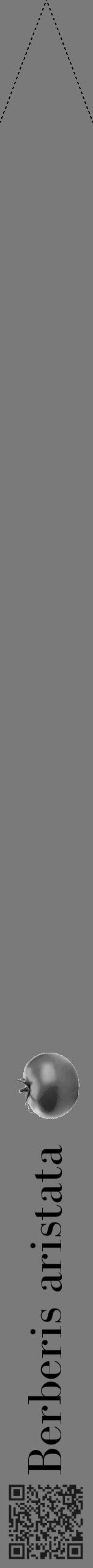 Étiquette de : Berberis aristata - format b - style noire3simplebod avec qrcode et comestibilité simplifiée - position verticale