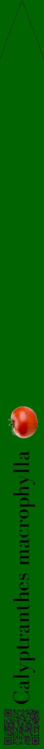 Étiquette de : Calyptranthes macrophylla - format b - style noire8bod avec qrcode et comestibilité simplifiée