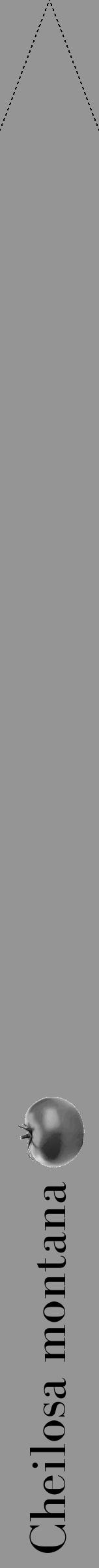Étiquette de : Cheilosa montana - format b - style noire16bod avec comestibilité simplifiée - position verticale