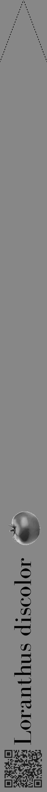 Étiquette de : Loranthus discolor - format b - style noire12bod avec qrcode et comestibilité simplifiée - position verticale