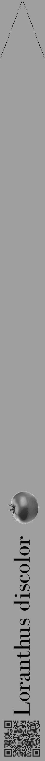 Étiquette de : Loranthus discolor - format b - style noire24bod avec qrcode et comestibilité simplifiée - position verticale