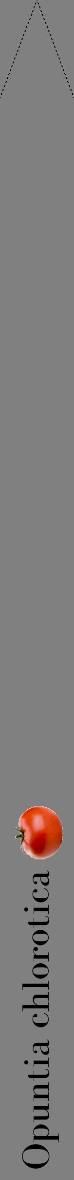 Étiquette de : Opuntia chlorotica - format b - style noire57bod avec comestibilité simplifiée