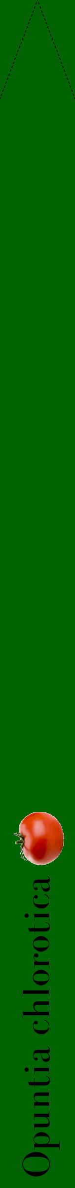 Étiquette de : Opuntia chlorotica - format b - style noire8bod avec comestibilité simplifiée