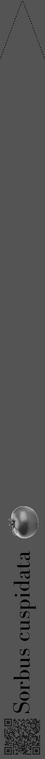 Étiquette de : Sorbus cuspidata - format b - style noire30bod avec qrcode et comestibilité simplifiée - position verticale