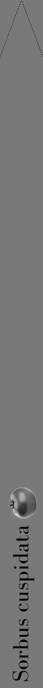 Étiquette de : Sorbus cuspidata - format b - style noire3bod avec comestibilité simplifiée - position verticale