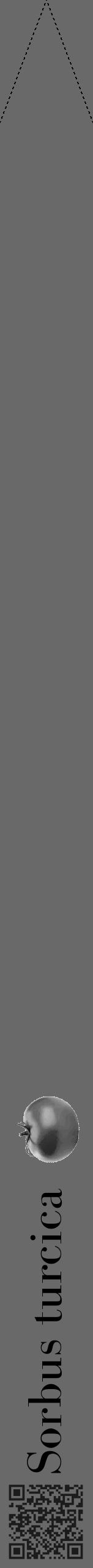 Étiquette de : Sorbus turcica - format b - style noire11bod avec qrcode et comestibilité simplifiée - position verticale