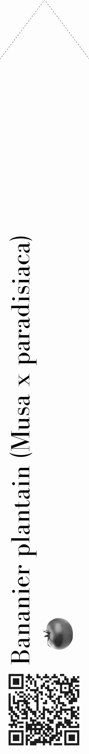 Étiquette de : Musa x paradisiaca - format c - style noire19_simple_simplebod avec qrcode et comestibilité simplifiée - position verticale