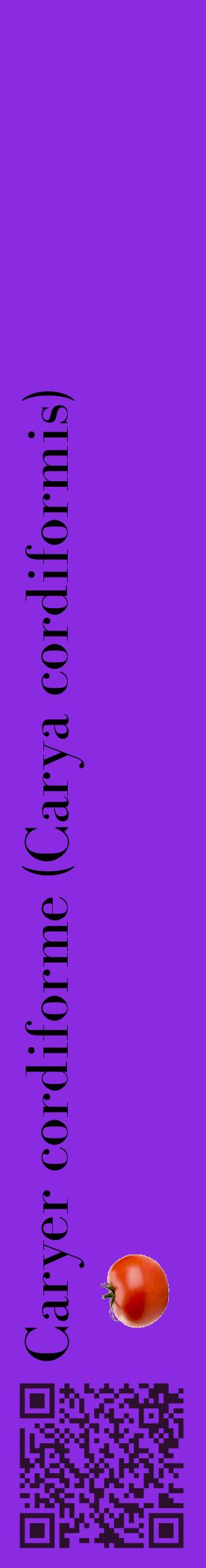 Étiquette de : Carya cordiformis - format c - style noire49_basiquebod avec qrcode et comestibilité simplifiée