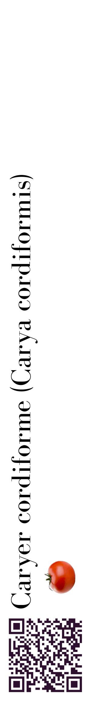 Étiquette de : Carya cordiformis - format c - style noire60_basiquebod avec qrcode et comestibilité simplifiée