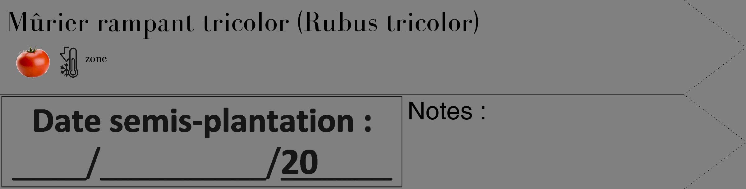 Étiquette de : Rubus tricolor - format c - style noire57_simple_simplebod avec comestibilité simplifiée