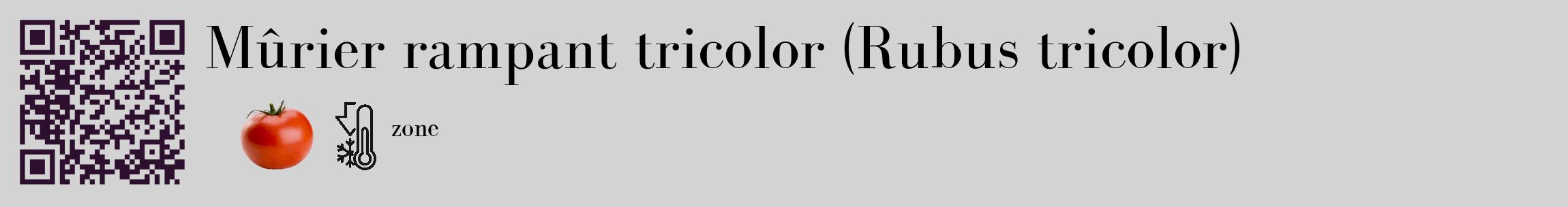 Étiquette de : Rubus tricolor - format c - style noire56_basique_basiquebod avec qrcode et comestibilité simplifiée