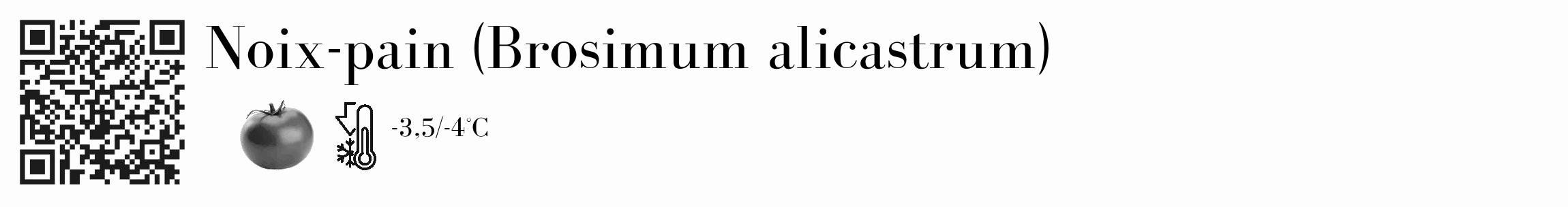 Étiquette de : Brosimum alicastrum - format c - style noire19_basique_basiquebod avec qrcode et comestibilité simplifiée