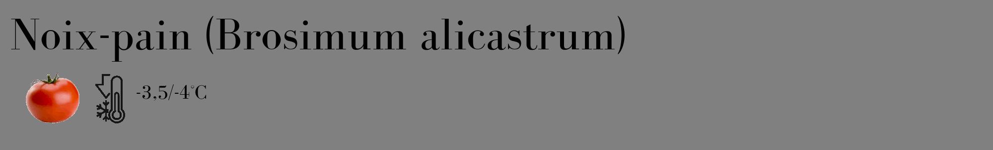 Étiquette de : Brosimum alicastrum - format c - style noire57_basique_basiquebod avec comestibilité simplifiée
