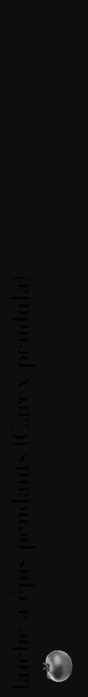 Étiquette de : Carex pendula - format c - style noire7_simple_simplebod avec comestibilité simplifiée - position verticale