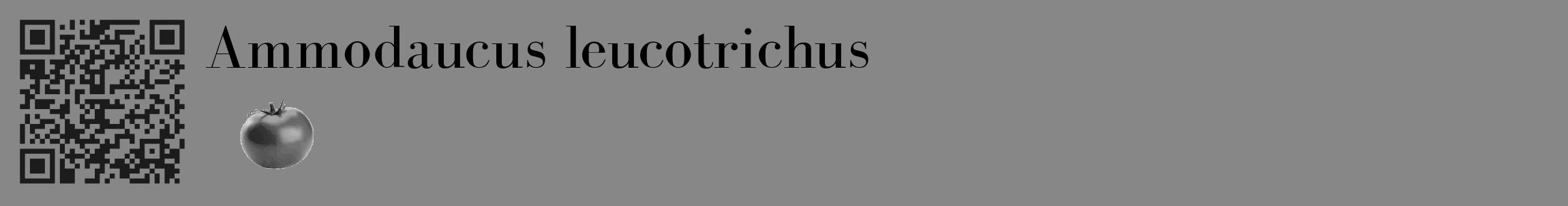 Étiquette de : Ammodaucus leucotrichus - format c - style noire12_basique_basiquebod avec qrcode et comestibilité simplifiée