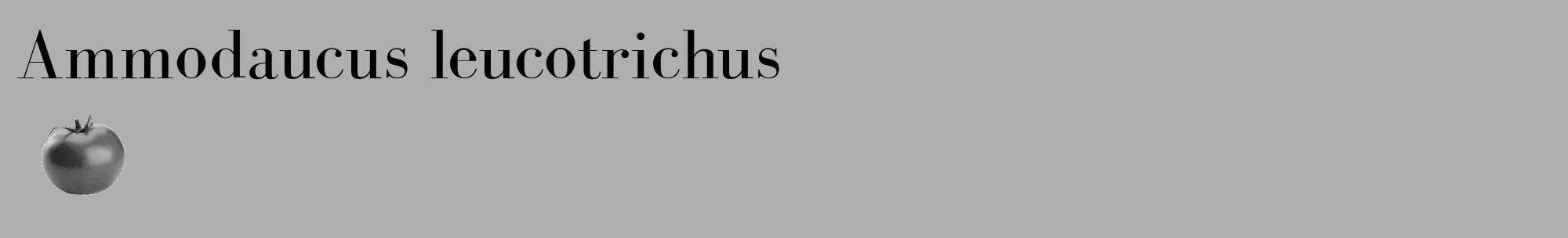 Étiquette de : Ammodaucus leucotrichus - format c - style noire53_basique_basiquebod avec comestibilité simplifiée