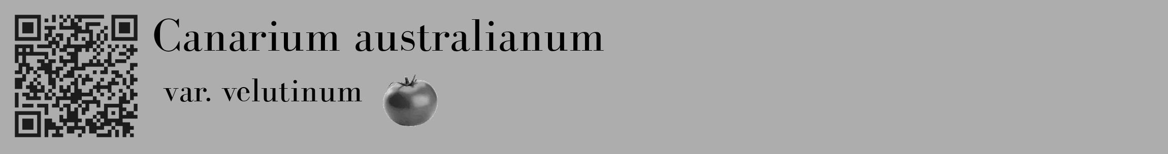Étiquette de : Canarium australianum var. velutinum - format c - style noire22_basique_basiquebod avec qrcode et comestibilité simplifiée