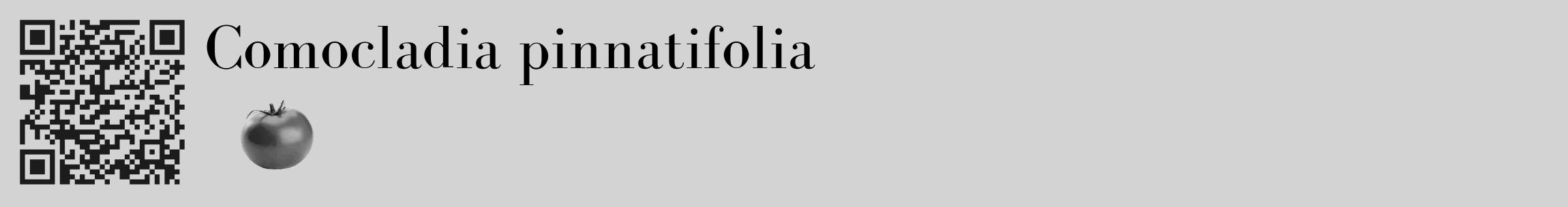 Étiquette de : Comocladia pinnatifolia - format c - style noire56_basique_basiquebod avec qrcode et comestibilité simplifiée