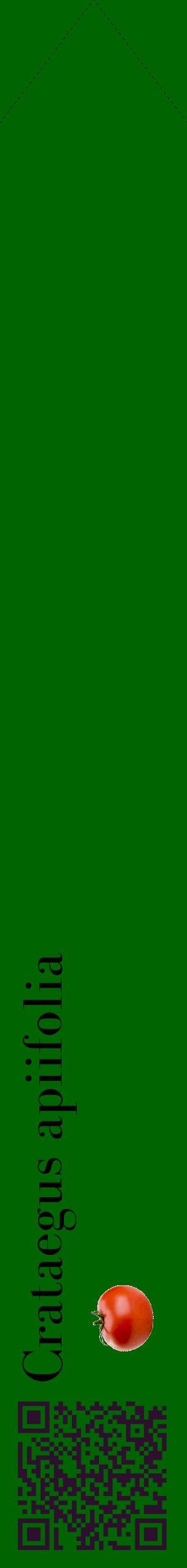 Étiquette de : Crataegus apiifolia - format c - style noire8_simplebod avec qrcode et comestibilité simplifiée