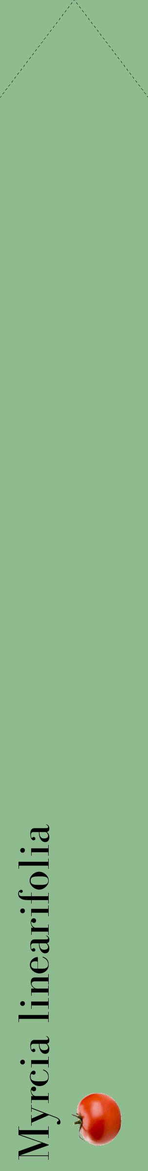 Étiquette de : Myrcia linearifolia - format c - style noire13_simplebod avec comestibilité simplifiée