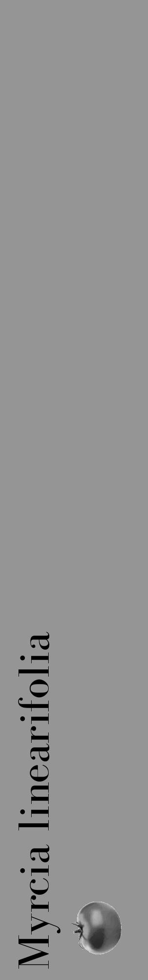 Étiquette de : Myrcia linearifolia - format c - style noire16_basique_basiquebod avec comestibilité simplifiée - position verticale
