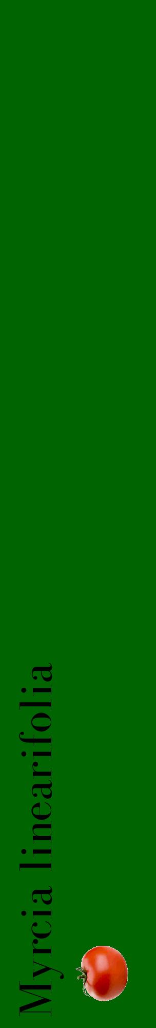 Étiquette de : Myrcia linearifolia - format c - style noire8_basiquebod avec comestibilité simplifiée