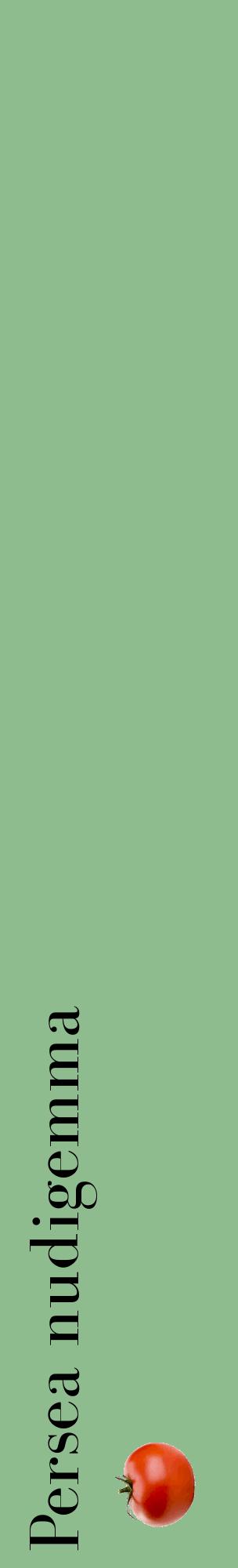 Étiquette de : Persea nudigemma - format c - style noire13_basiquebod avec comestibilité simplifiée