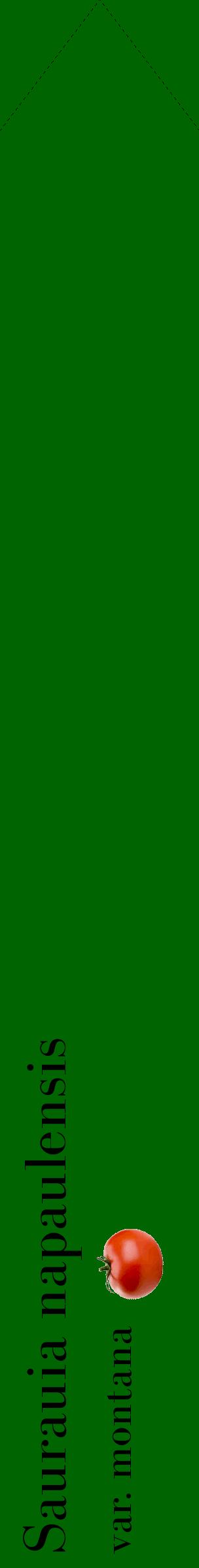Étiquette de : Saurauia napaulensis var. montana - format c - style noire8_simplebod avec comestibilité simplifiée